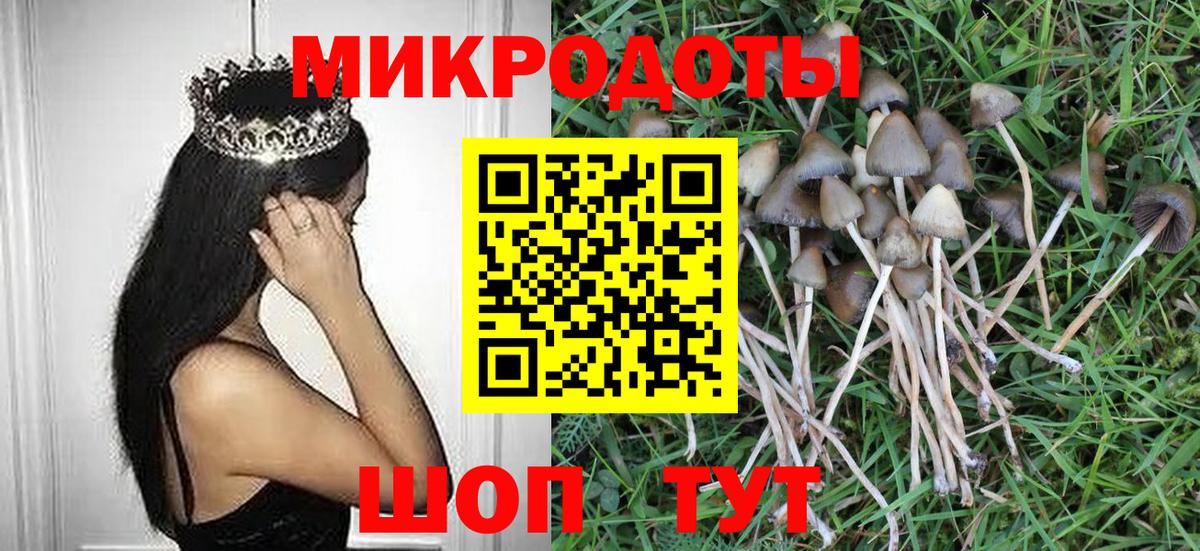 Галлюциногенные грибы Psilocybe Менделеевск